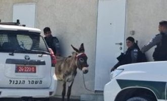 Arrestation spectaculaire des forces de sécurités israéliennes : un âne !