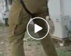 Soldat israélien hurlant et pleurant après être tombé sur un cactus alors qu’il poursuivait un jeune palestinien…Trop courageux ces soldats…